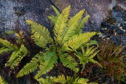 Sticherus urceolatus. Frond.  
 Image: L.R. Perrie © Te Papa 2012 CC BY-NC 3.0 NZ